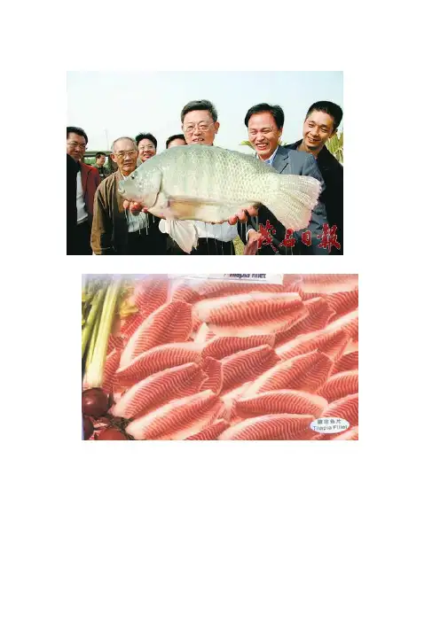 罗非鱼