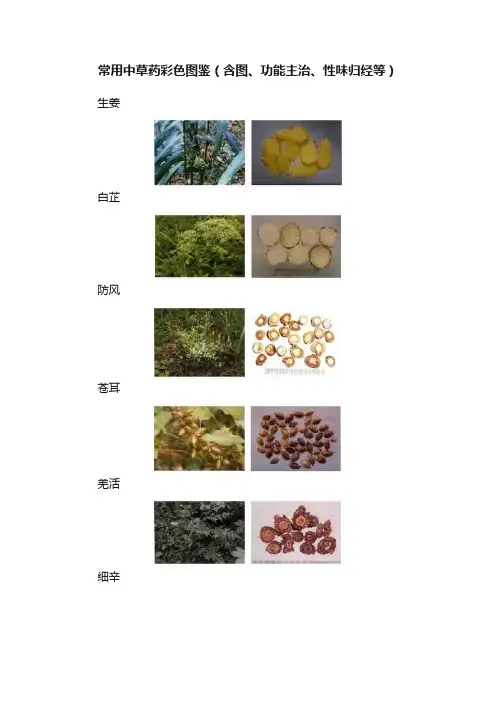 常用中草药彩色图鉴（含图、功能主治、性味归经等）