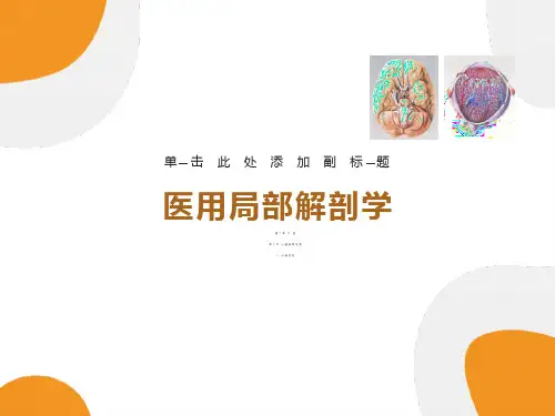 医用局部解剖学-小腿后区