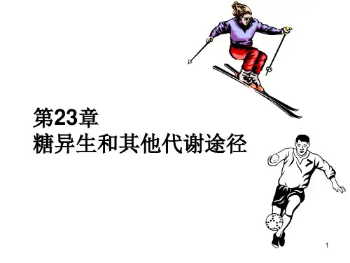 高中生物竞赛糖异生和其他代谢途径课件