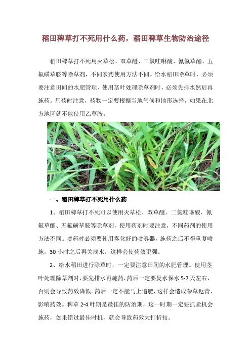 稻田稗草打不死用什么药,稻田稗草生物防治途径
