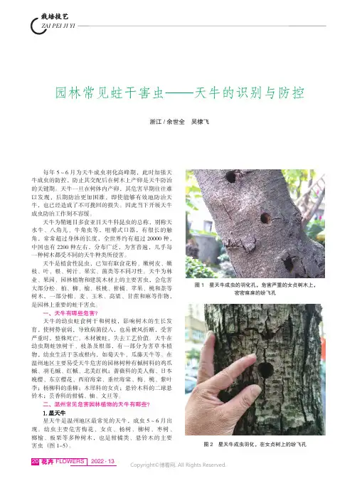 园林常见蛀干害虫——天牛的识别与防控