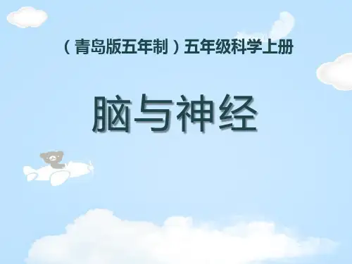 《脑与神经》PPT课件【优质课件】