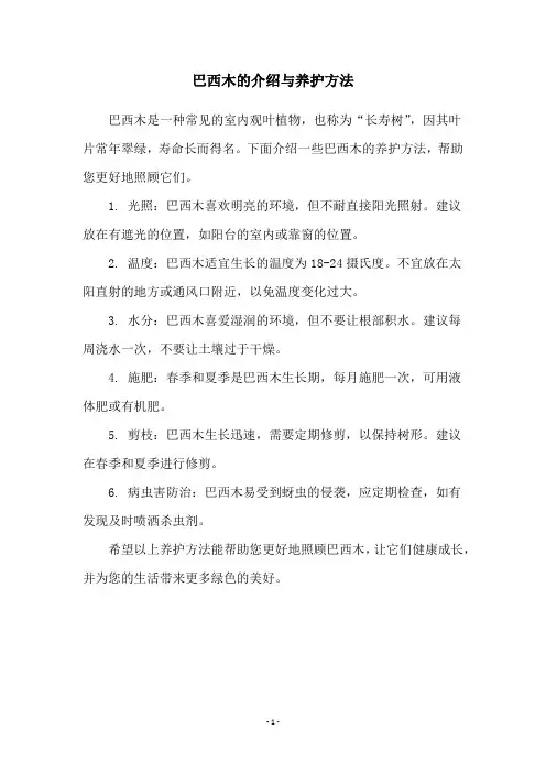 巴西木的介绍与养护方法