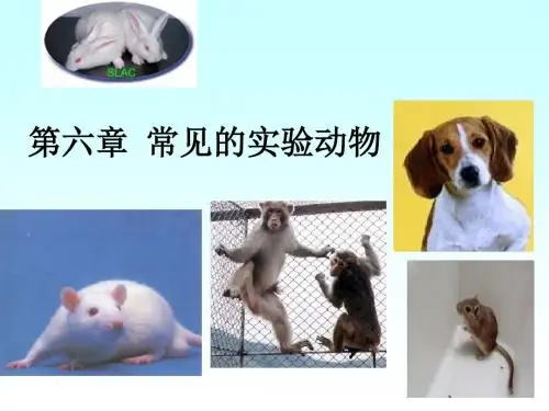 常见的实验动物ppt课件