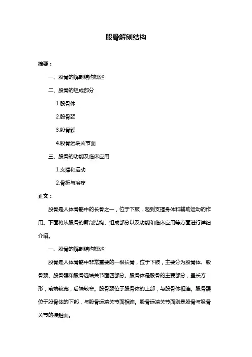 股骨解刨结构