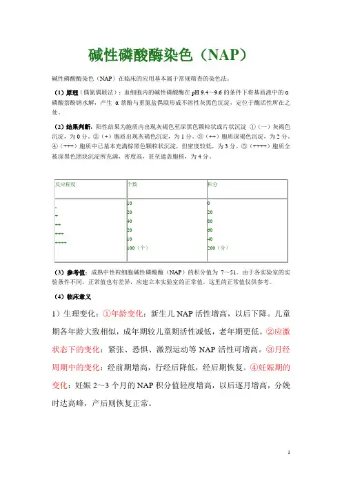 碱性磷酸酶染色(NAP)