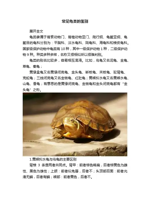 常见龟类的鉴别