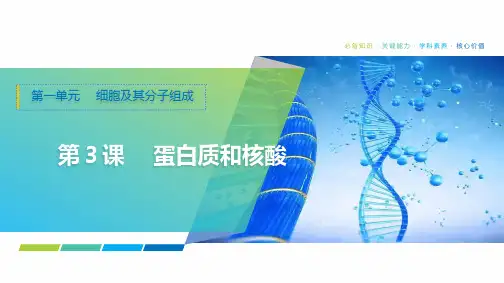 2025年高考生物一轮复习课件03第一单元第3课蛋白质和核酸