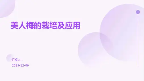 美人梅的栽培及应用