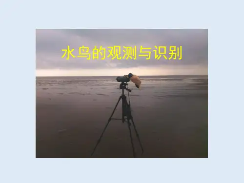 水鸟的观测与识别