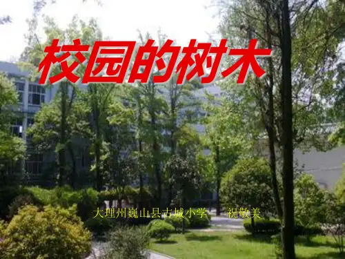 三年级上册科学课件.校园的树木教科版1