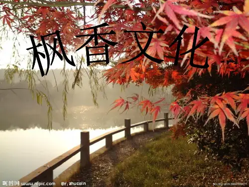 枫香文化枫香的基本特性
