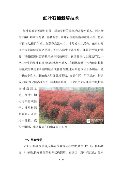 红叶石楠种植技术
