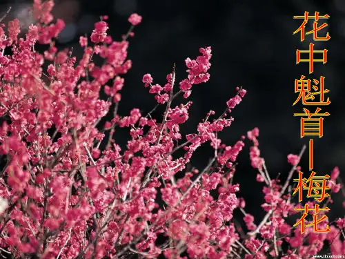 人教版3.2.3 开花和结果课件(39张PPT)(优质版)