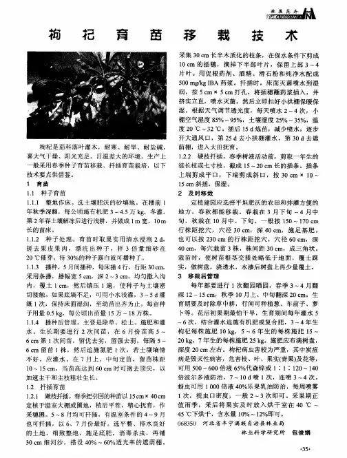 枸杞育苗移栽技术