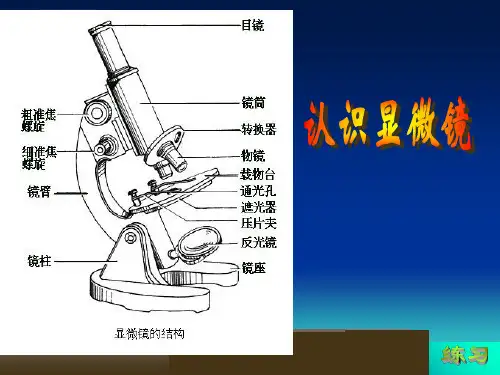 显微镜的结构和使用ppt课件