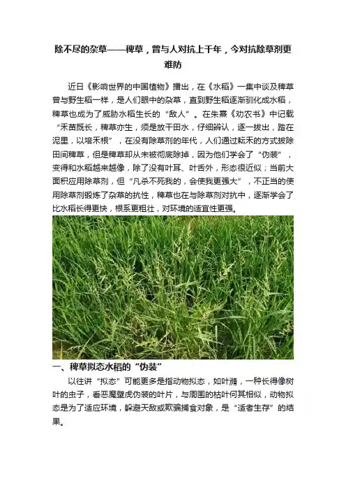 除不尽的杂草——稗草，曾与人对抗上千年，今对抗除草剂更难防
