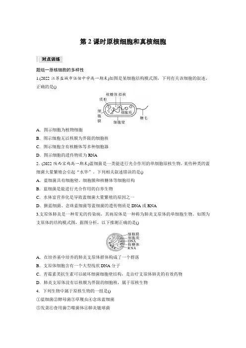 高中生物新教材同步训练必修一第1章第2节第2课时原核细胞和真核细胞