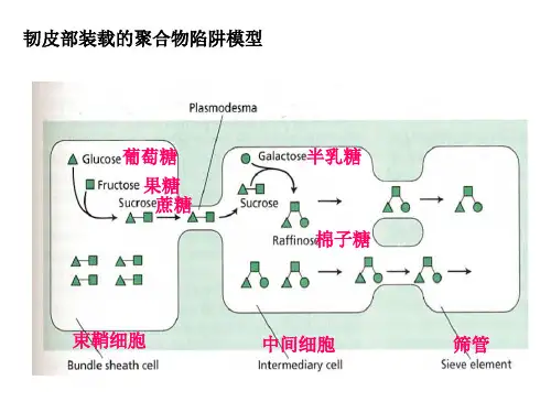 张学琴《植物生理学》第十章 韧皮部运输与同化物分配2共23页文档