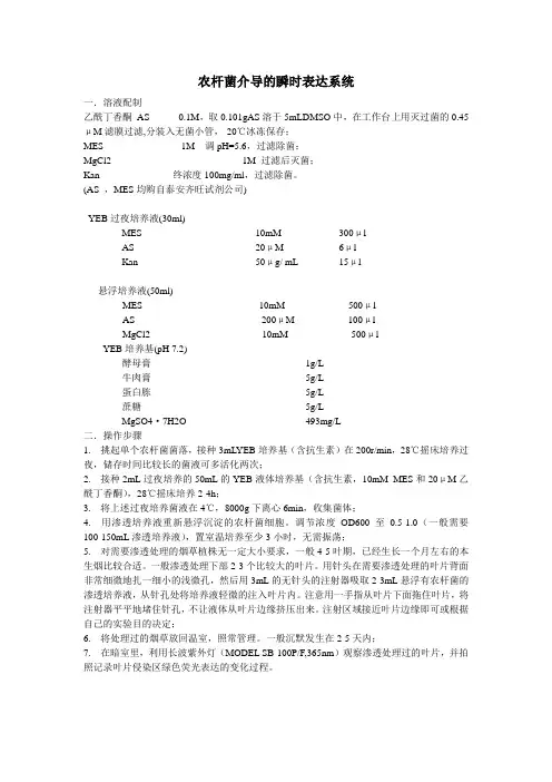 农杆菌介导的瞬时表达系统