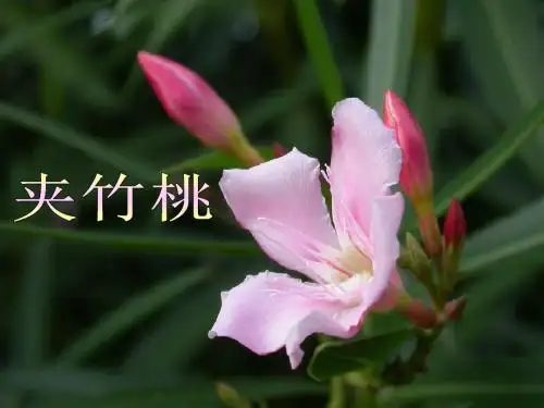 苏教版19、《夹竹桃》课件