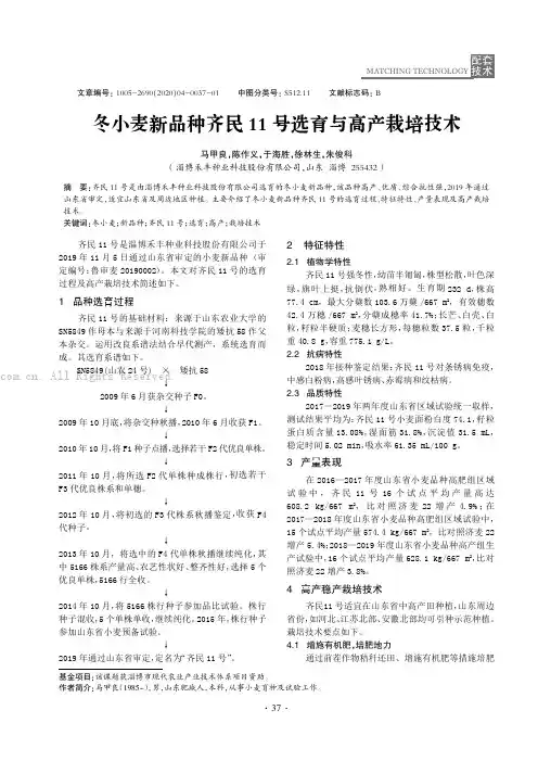 冬小麦新品种齐民11号选育与高产栽培技术