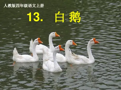 人教新课标语文四年级上册：4.13  白鹅  课件1(共20张)