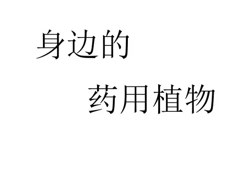 身边的药用植物