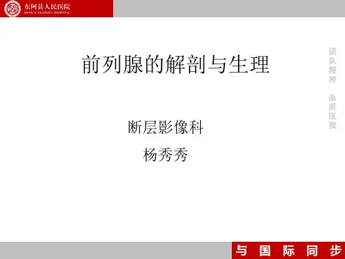 前列腺的解剖和生理