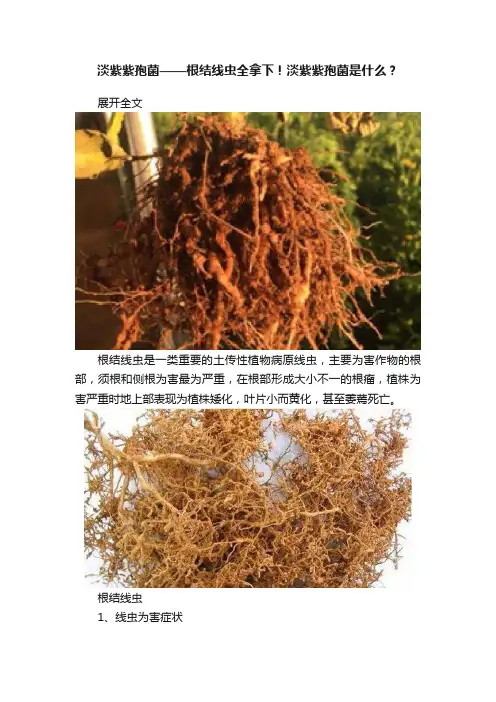 淡紫紫孢菌——根结线虫全拿下！淡紫紫孢菌是什么？