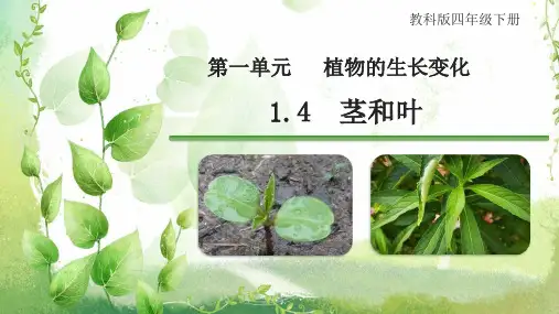 茎和叶+课件-2023-2024学年科学四年级下册教科版