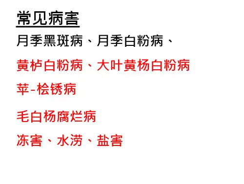 绿化苗木害虫-病虫3