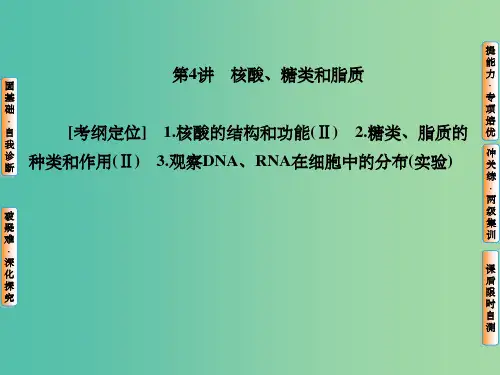 高考生物一轮复习 第一单元 第4讲 核酸、糖类和脂质