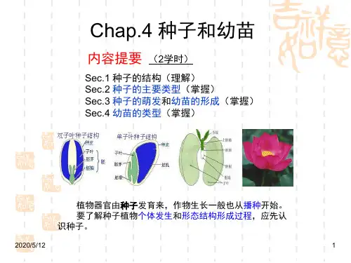 种子和幼苗