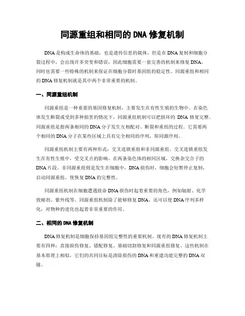 同源重组和相同的DNA修复机制