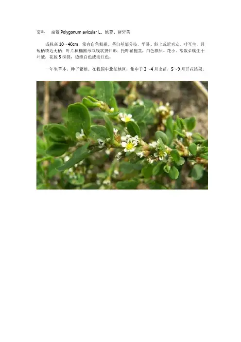 常见野外植物