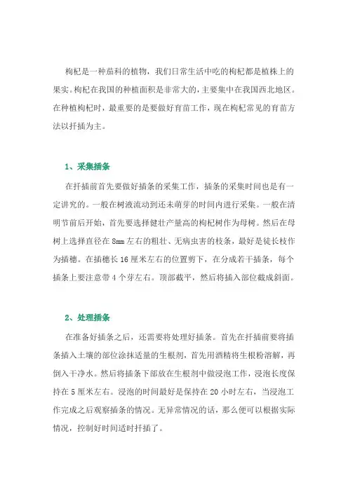 中药材枸杞扦插育苗技术