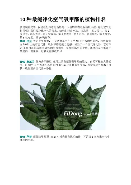 10种最能净化空气吸甲醛的植物排名