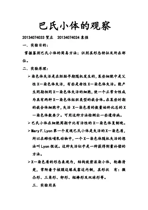 巴氏小体的观察