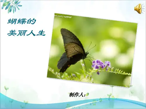 蝴蝶的生长发育变化过程课件PPT