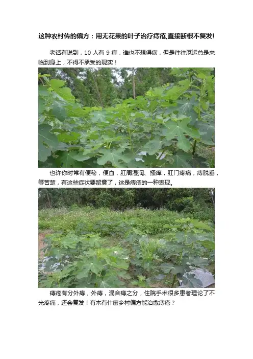这种农村传的偏方：用无花果的叶子治疗痔疮,直接断根不复发!
