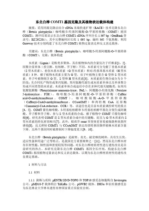 东北白桦COMT1基因克隆及其植物表达载体构建