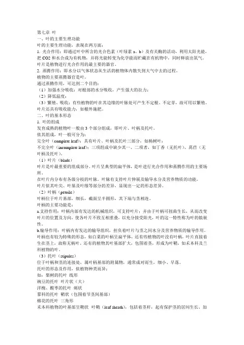 第七章 叶