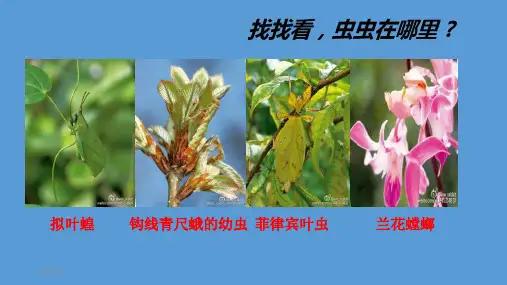 【新教材生物】《自然选择与适应的形成》PPT课件下载1