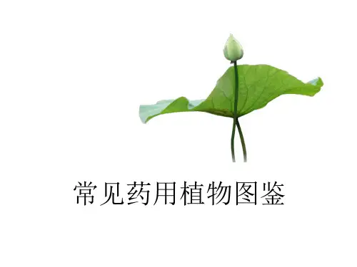 常见药用植物图鉴.