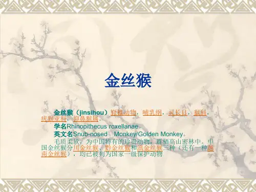 金丝猴介绍讲解