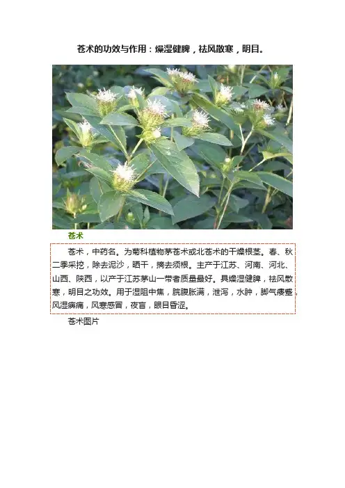 苍术的功效与作用：燥湿健脾，祛风散寒，明目。