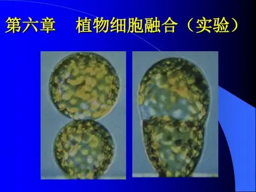 植物细胞融合(实验)