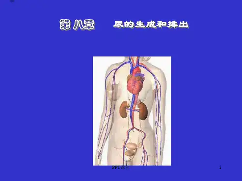 生理学--泌尿系统  ppt课件